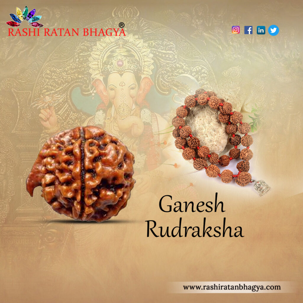 Ganesh Rudraksha (1) vcx