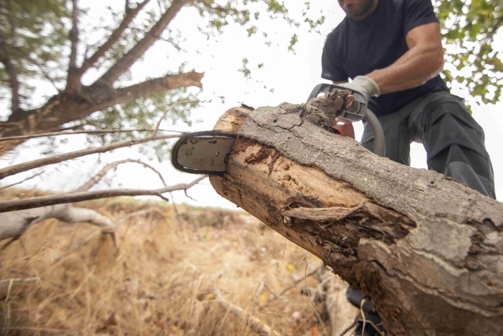 Tree removal VIC-compressed