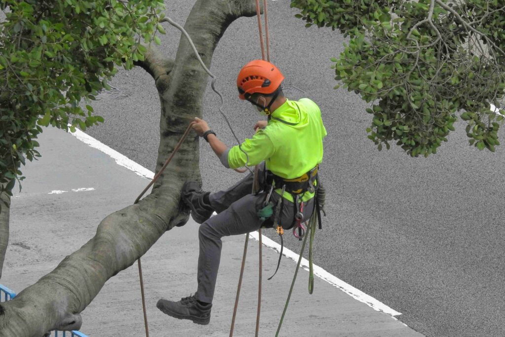 tree removal (4)-compressed