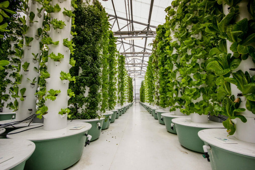 Aeroponics