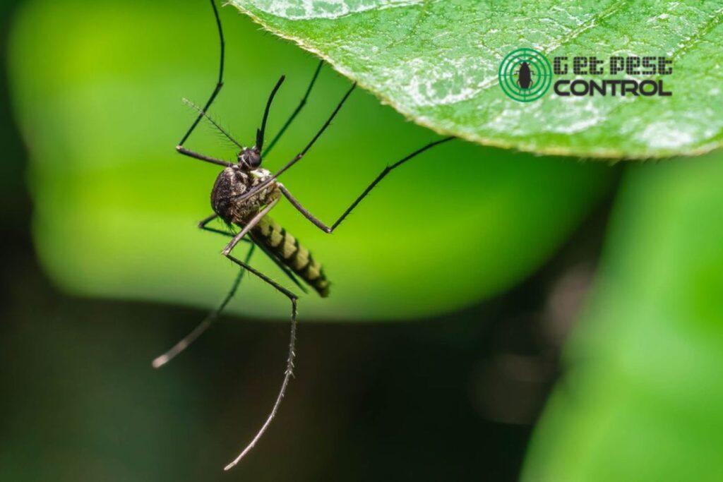 Important Plants and Herbs Thet Keeps Pests at Bay