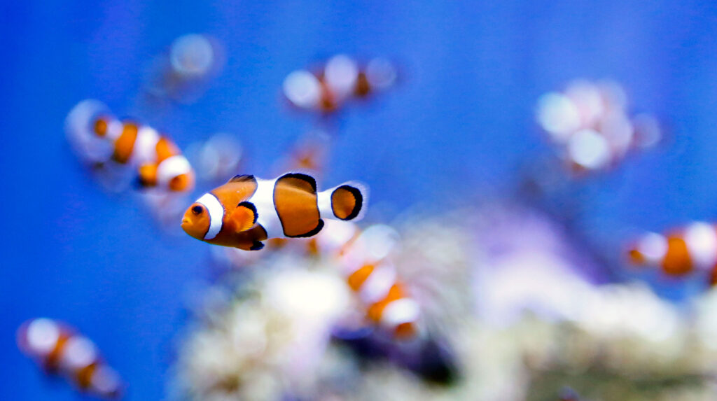 Ornamental Fish Market1